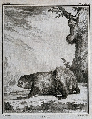 A sloth; sloth in a tree in background. Engraving by J.C. Baquoy after J. de Seve, 1765.