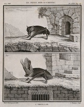 Top, the lesser horseshoe bat; bottom, a bat with large ears. Engraving by J.C. Baquoy after Buvée l'Ameriquain, 1760.