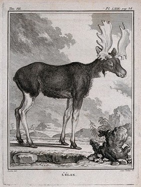 An elk. Engraving by M.R. Tardieu after J. de Seve.