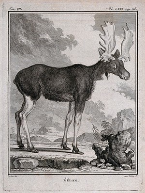 view An elk. Engraving by M.R. Tardieu after J. de Seve.