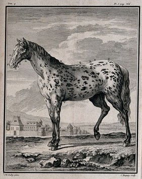 A dappled horse; a farmhouse in the background. Engraving by J.C. Baquoy, 1753, after J.B. Oudry.