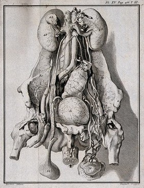 The entrails of a horse (?), showing kidneys and bladder. Engraving by R. Gaillard after J. de Seve.