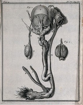 The entrails of a horse (?), showing the bladder. Engraving by F. Basan, 1753, after J. de Seve.