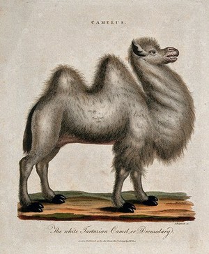 view A camel. Coloured stipple print by J. Chapman, 1799.