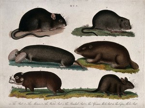 view Top left, a rat; top right, a mouse; centre left, a water rat; centre right, a pouched rat; bottom left, the African mole rat; bottom right, the cape mole rat. Coloured etching by J. Pass, 1818.