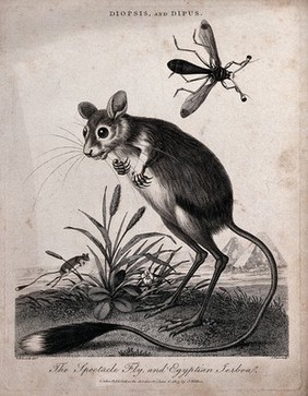 The spectacle fly and the Egyptian jerboa; pyramids in the background. Etching by J. Pass, 1803, after G. Edwards.