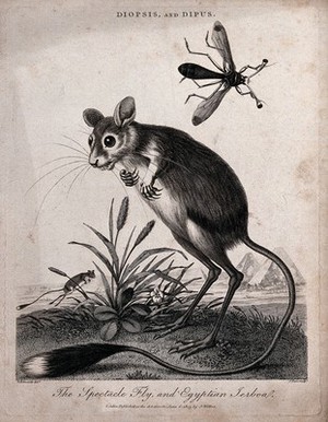 view The spectacle fly and the Egyptian jerboa; pyramids in the background. Etching by J. Pass, 1803, after G. Edwards.