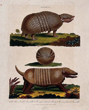 view Top, the three-banded armadillo; centre, three-banded armadillo rolled up; bottom, the seven-banded armadillo. Coloured etching by J. Chapman, 1803.