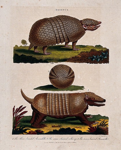 Top, the three-banded armadillo; centre, three-banded armadillo rolled up; bottom, the seven-banded armadillo. Coloured etching by J. Chapman, 1803.
