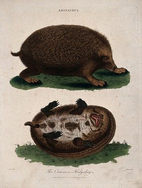 Top, a hedgehog; bottom, ventral view of a hedgehog. Coloured etching by J. Pass after Meyer, 1803.