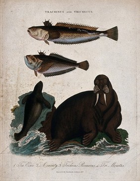 Top, two pike fish; bottom right, a walrus; bottom left, a manatee. Coloured etching by J. Pass, 1828.