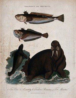 view Top, two pike fish; bottom right, a walrus; bottom left, a manatee. Coloured etching by J. Pass, 1828.