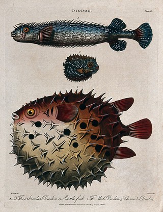 Porcupinefishes: top, Plumier's diodon; centre, the mole diodon; bottom, the bottle fish. Coloured etching by J. Pass after M.E. Bloch, 1803.