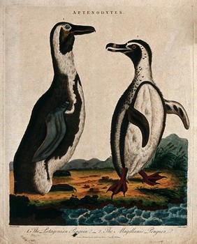 Left, the Patagonian penguin; right, the Magellanic penguin. Coloured etching by J. Pass after G. Edwards.