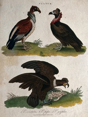 Top, two vultures; bottom, a vulture holding a snake in its claws. Coloured etching by J. Pass, 1828.