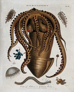 Species of molluscs: gelatinous worms, jellyfish, medusas, etc. Coloured etching by J. Chapman, 1808.
