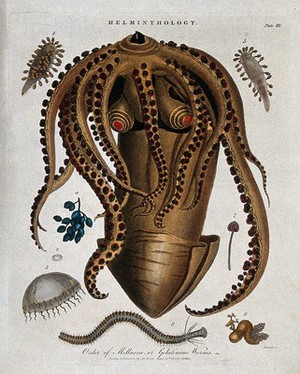 view Species of molluscs: gelatinous worms, jellyfish, medusas, etc. Coloured etching by J. Chapman, 1808.