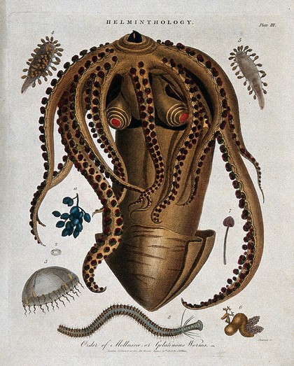 Species of molluscs: gelatinous worms, jellyfish, medusas, etc. Coloured etching by J. Chapman, 1808.