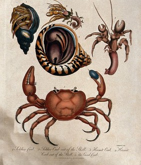 The soldier crab, in its shell and out of its shell;; the hermit crabin its shell and out of its shelll; bottom, the land crab. Coloured etching by J. Chapman, 1800.