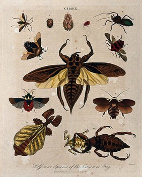 Different species of cimex, including the bedbug (fig. 1). Coloured etching by J. Pass, 1801.