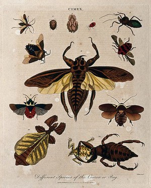 view Different species of cimex, including the bedbug (fig. 1). Coloured etching by J. Pass, 1801.