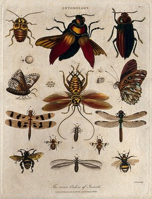 view Seven different types of insects including the bee, the butterfly and the dragonfly. Coloured etching by J. Pass, 1804.