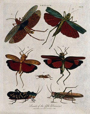 view Species of locusts or crickets. Coloured etching by J. Pass, 1806.