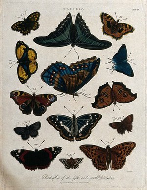 view Species of butterflies. Coloured etching by J. Pass, 1821.