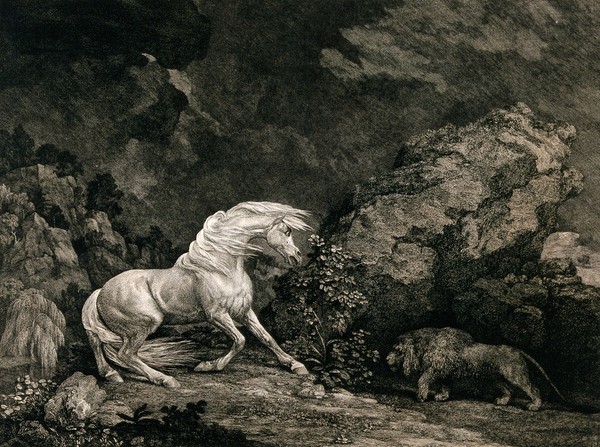 A horse frightened by a lion. Etching by G. Stubbs, ca. 1800.