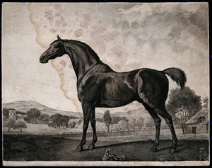 view The racehorse Sweet William in a landscape. Stipple print by G.T. Stubbs after G. Stubbs.