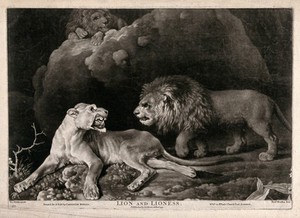 view A lion approaching a lioness; another lion looks on from behind a rock. Mezzotint by R. Houston after G. Stubbs, 1773.