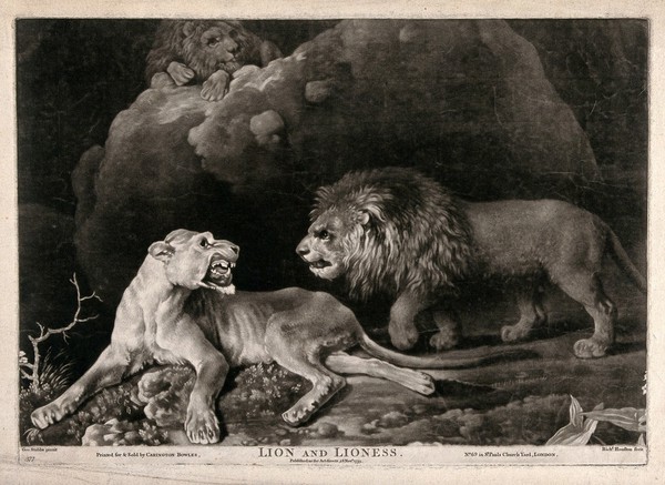 A lion approaching a lioness; another lion looks on from behind a rock. Mezzotint by R. Houston after G. Stubbs, 1773.