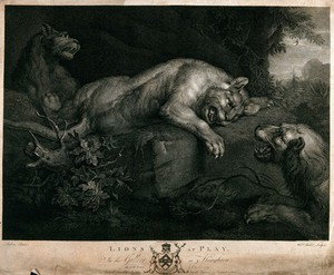 view Two lions, with a lioness lying between them. Engraving by W. Walker after F. Snyders, 1782.