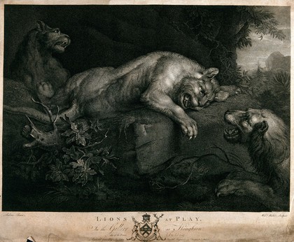 Two lions, with a lioness lying between them. Engraving by W. Walker after F. Snyders, 1782.