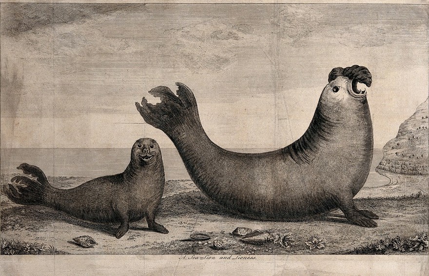 A sea-lion and a sea-lioness on a shore. Etching, ca. 1748.