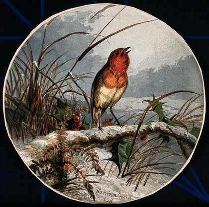 A robin on a branch of holly. Colour lithograph by Leighton Brothers after H. Weir, 1858.