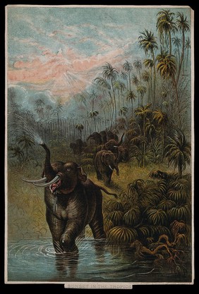 A herd of elephants proceeding to a watering hole in the jungle. Colour lithograph by Emrik & Binger, ca. 1890.