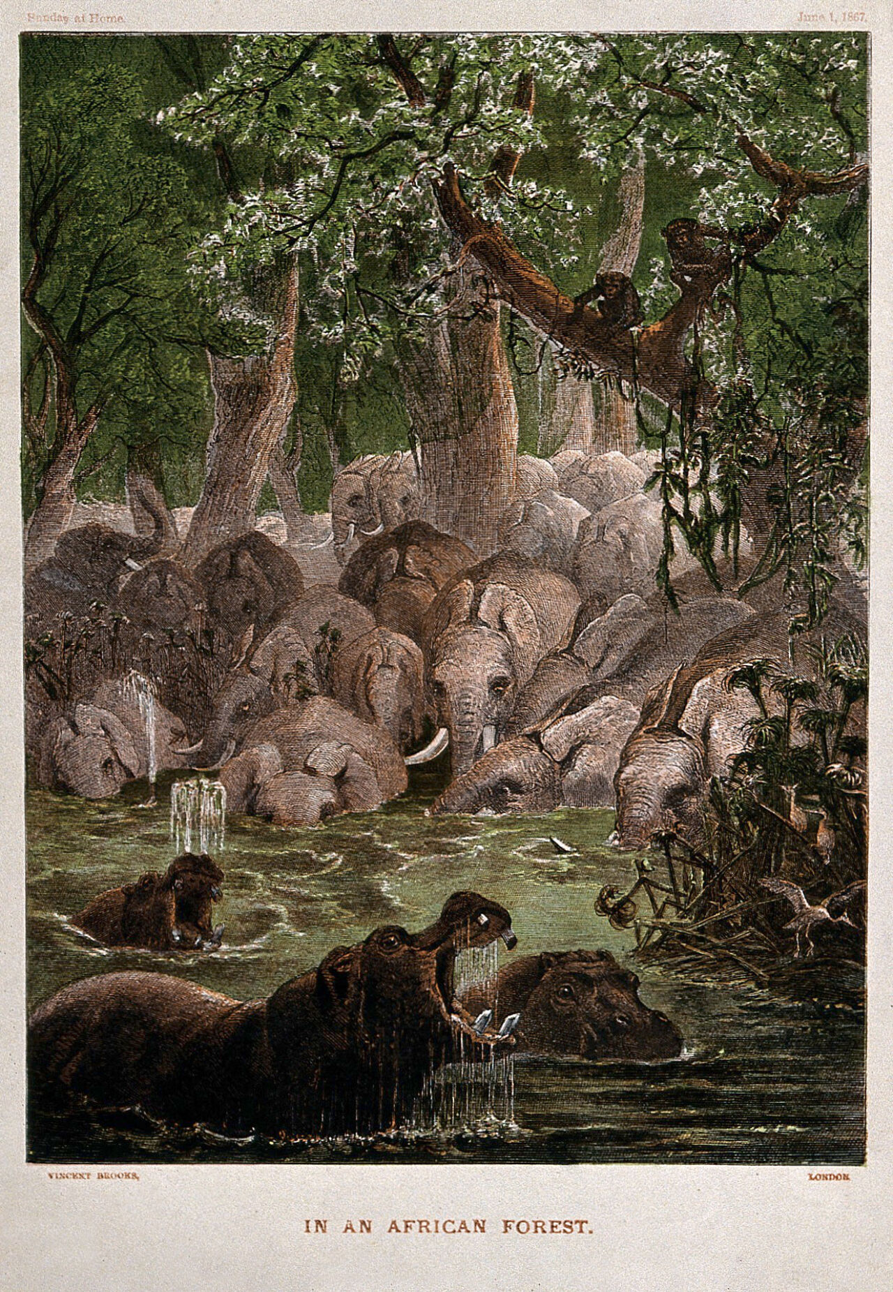 Hippopotamuses with elephants in African jungle, representing the Behemoth of the Old Testament. Colour wood engraving attributed to Edmund Evans, 1867., 1 June 1867, by Edmund Evans