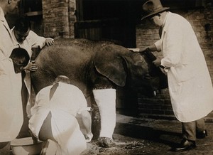 view A pigmy elephant with crooked legs having a plaster cast applied by the zoo superintendent, Dr. Vevers, prior to corrective treatment. Photograph, ca. 1925.