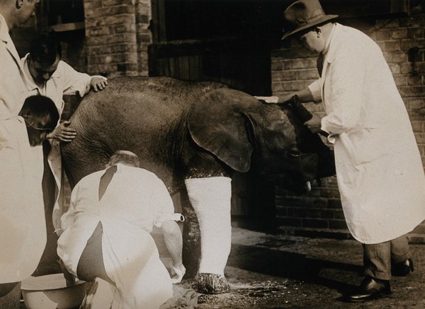 A pigmy elephant with crooked legs having a plaster cast applied by the zoo superintendent, Dr. Vevers, prior to corrective treatment. Photograph, ca. 1925.