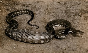 view Australian snake: a diamond python (Python spilotes). Photograph, 1900/1920.