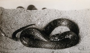 view Australian snake: ornamental variety (Denisonia maculata). Photograph, 1900/1920.