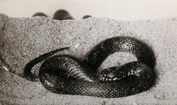 Australian snake: ornamental variety (Denisonia maculata). Photograph, 1900/1920.