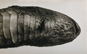 view Australian Pilbara cobra: (Pseudechis australis): the underside of its throat. Photograph, 1900/1920.