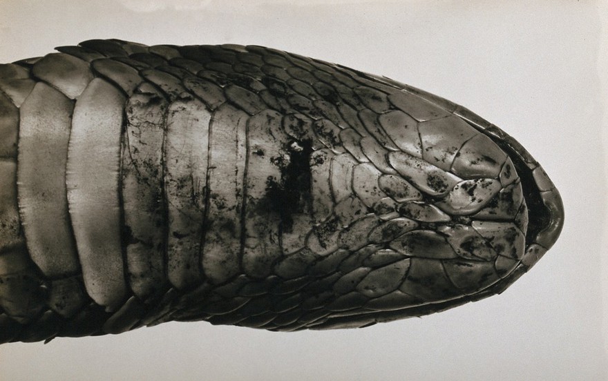 Australian Pilbara cobra: (Pseudechis australis): the underside of its throat. Photograph, 1900/1920.