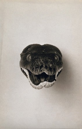 Green Tree Snake (Chondropython viridis): the head with open jaw. Photograph, 1900/1920.
