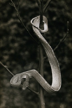 view Green tree snake (Chondropython viridis), coiled around a tree. Photograph, 1900/1920.