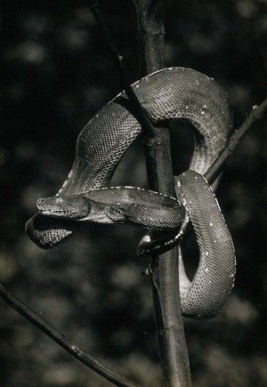 view Green tree snake (Chondropython viridis), coiled around a tree. Photograph, 1900/1920.