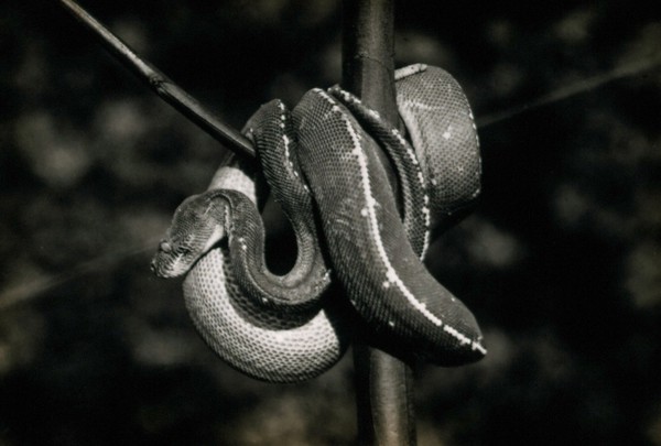 Green tree snake (Chondropython viridis), coiled around a tree. Photograph, 1900/1920.