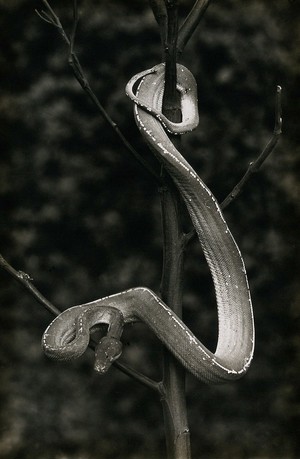 view Green tree snake (Chondropython viridis), coiled around a branch with head pointing downwards. Photograph, 1900/1920.